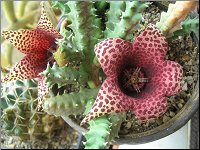 Tavaresia barklyi x Orbea variegata 